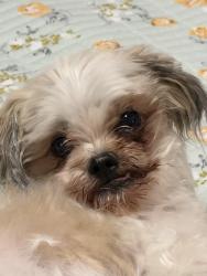 Reunited Male Dog last seen Hmart Bayside location (on Francis Lewis Blvd), Queens, NY 11358