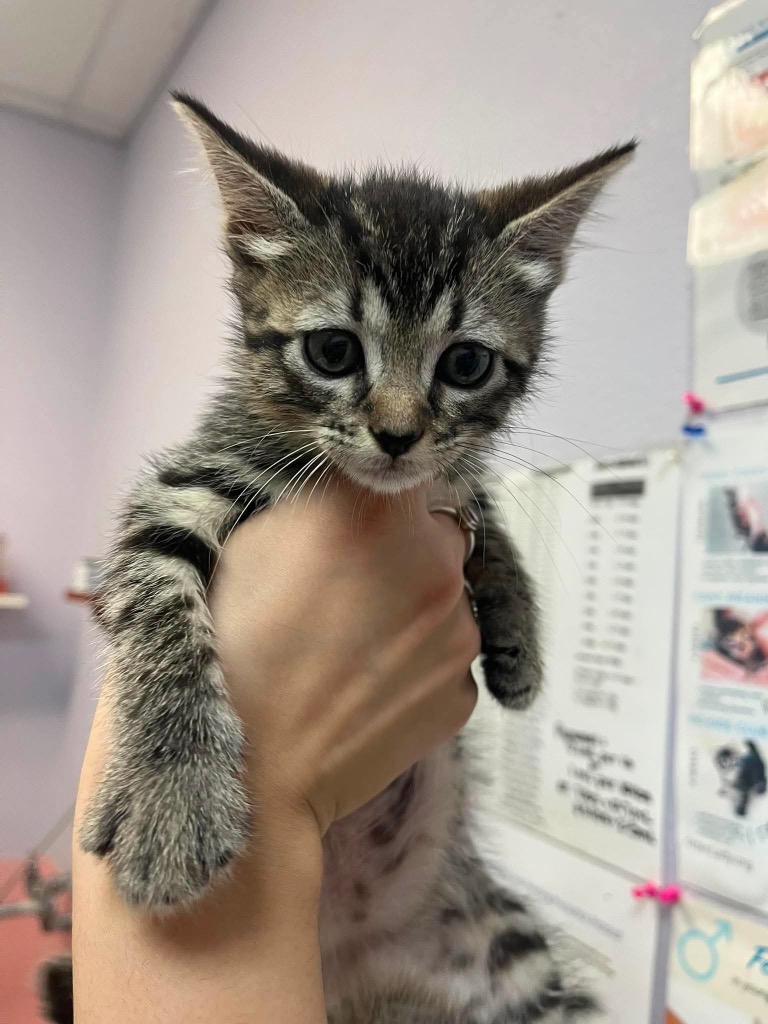 Shelter Stray Female Cat last seen Bexar County, 3353 Morningside Dr, New Braunfels, TX 78132, USA