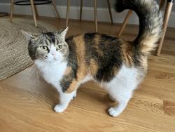 Lost Female Cat last seen May street, Cambridge, MA 02138
