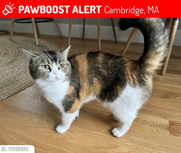Lost Female Cat last seen May street, Cambridge, MA 02138