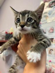 Shelter Stray Male Cat last seen Bexar County, 3353 Morningside Dr, New Braunfels, TX 78132, USA