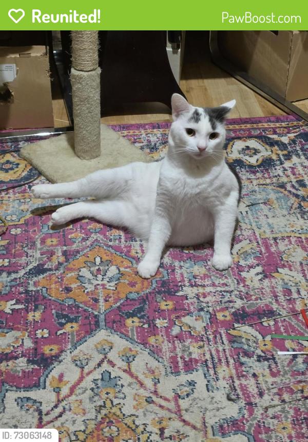 Reunited Male Cat last seen Norwood road , Norwood, England SE21 8JD