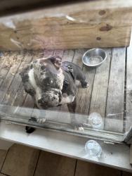 Lost Female Dog last seen Persimmon st, Corpus Christi, TX 78415