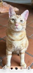 Lost Male Cat last seen Cajundome boulevard, Lafayette, LA 70506