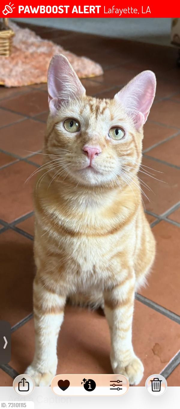 Lost Male Cat last seen Cajundome boulevard, Lafayette, LA 70506