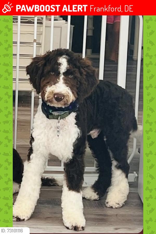 Lost Male Dog last seen West Road & Omar Road, Frankford, DE 19945