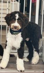 Lost Male Dog last seen West Road & Omar Road, Frankford, DE 19945