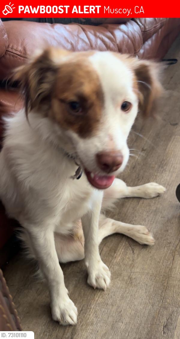 Lost Male Dog last seen Duffy and Macy, Muscoy, CA 92407