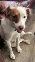 Lost Male Dog last seen Duffy and Macy, Muscoy, CA 92407