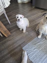 Lost Female Dog last seen Devonshire and lassen, Los Angeles, CA 91345