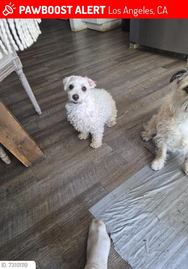 Lost Female Dog last seen Devonshire and lassen, Los Angeles, CA 91345