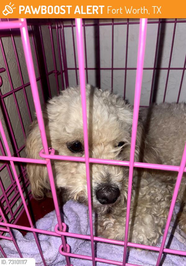 Found/Stray Unknown Dog last seen Near H.V. Helbing, Fort Worth, TX 76106