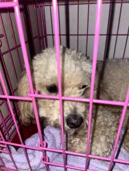 Found/Stray Unknown Dog last seen Near H.V. Helbing, Fort Worth, TX 76106