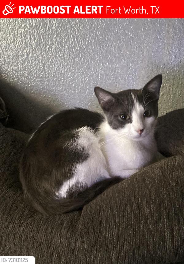 Lost Female Cat last seen Taggart Trail, Fort Worth, TX 76244