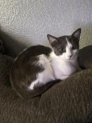 Lost Female Cat last seen Taggart Trail, Fort Worth, TX 76244