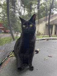 Reunited Male Cat last seen Morningside Rd, Cobb Rd, Woodlark Ct, Kirkwood Ct, Prince William County, VA 20112