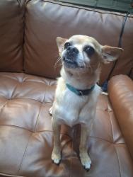 Found/Stray Male Dog last seen Terrace and old denton, Carrollton, TX 75006