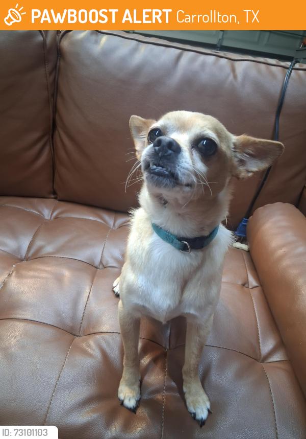 Found/Stray Male Dog last seen Terrace and old denton, Carrollton, TX 75006
