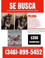Lost Female Dog last seen Gessner rd, Houston, TX 77080
