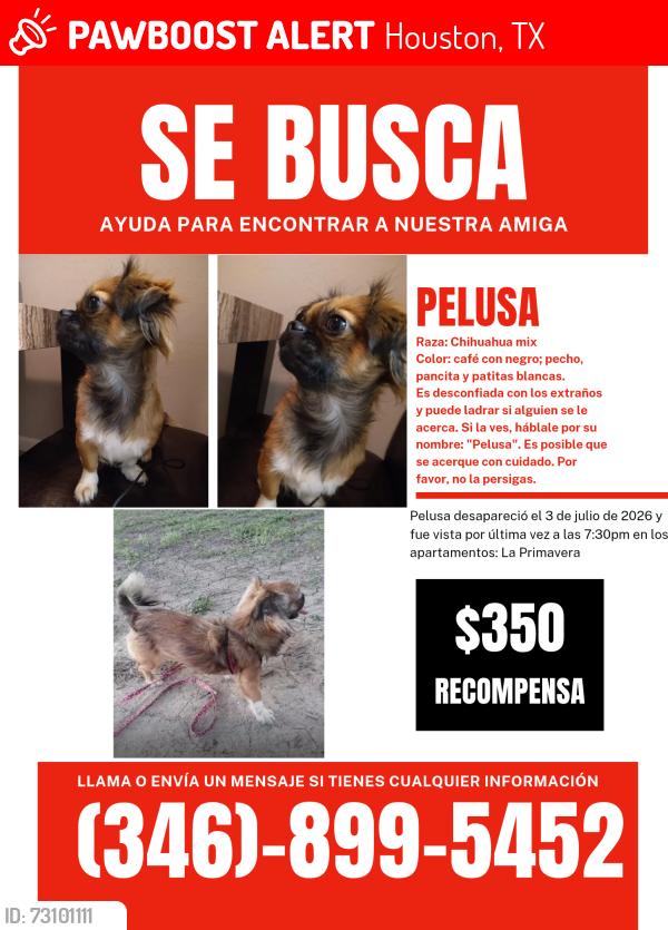 Lost Female Dog last seen Gessner rd, Houston, TX 77080