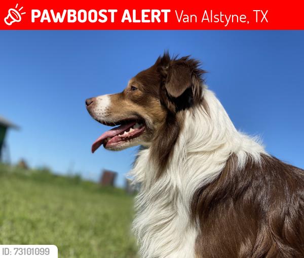 Lost Male Dog last seen Highway 75, Highway 5, Redden Rd, Jay Rd, Blythe Rd, Rolling Ridge neighborhood, Van Alstyne, TX 75495