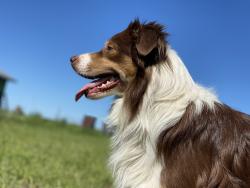 Lost Male Dog last seen Highway 75, Highway 5, Redden Rd, Jay Rd, Blythe Rd, Rolling Ridge neighborhood, Van Alstyne, TX 75495