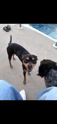 Lost Male Dog last seen Bellmawr st, Bellmawr, NJ 08031