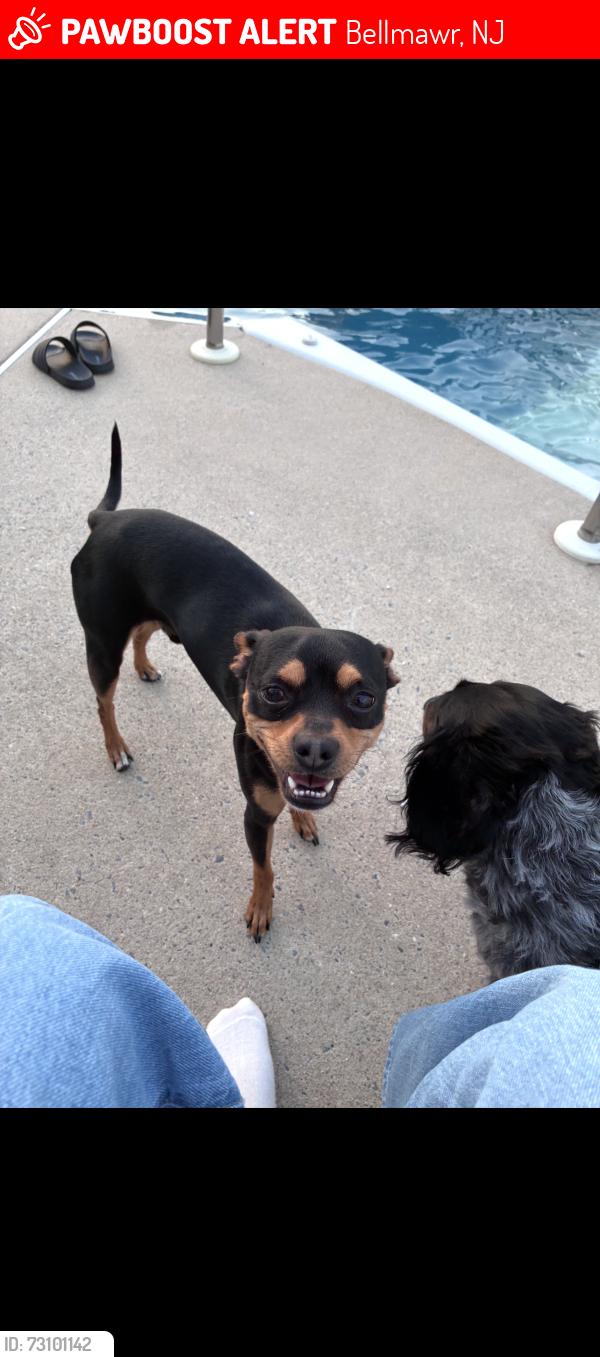 Lost Male Dog last seen Bellmawr st, Bellmawr, NJ 08031