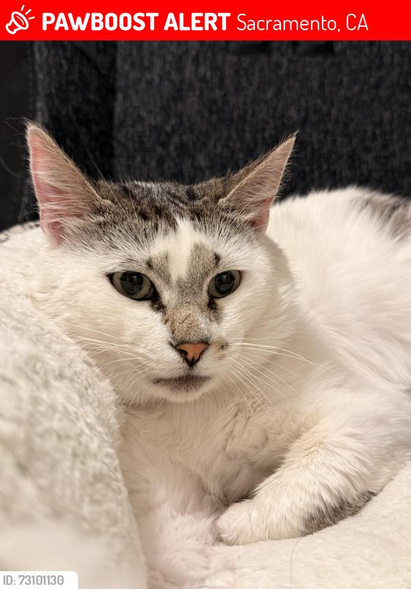 Lost Male Cat last seen Harvest View Way, Sacramento, CA 95827