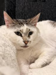 Lost Male Cat last seen Harvest View Way, Sacramento, CA 95827