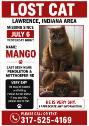 Lost Male Cat last seen N mitthoefer rd, Marion County, IN 46236