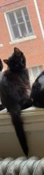 Lost Male Cat last seen Near S Vaughn Way, Aurora, CO 80011