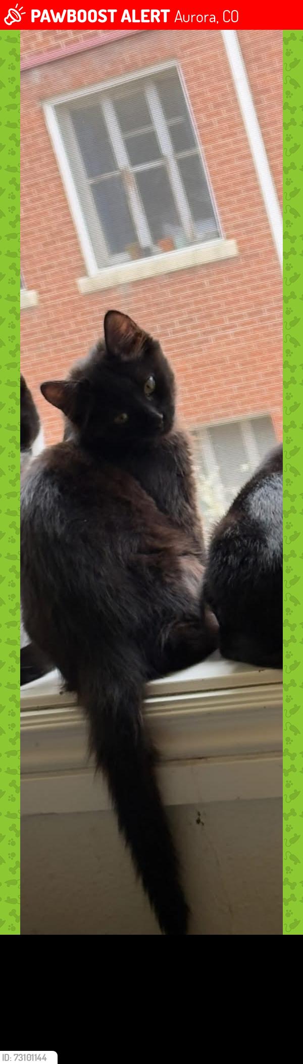 Lost Male Cat last seen Near S Vaughn Way, Aurora, CO 80011