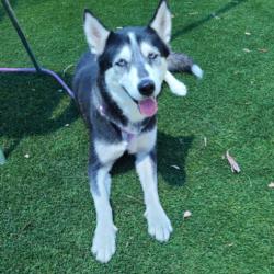 Shelter Stray Female Dog last seen , 3201 Lacy St, Los Angeles, CA 90031, USA