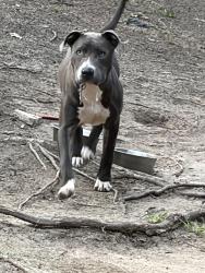 Reunited Male Dog last seen Watersedge dr, Fayetteville, NC 28314