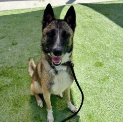 Shelter Stray Male Dog last seen , 1850 W 60th St, Los Angeles, CA 90047, USA