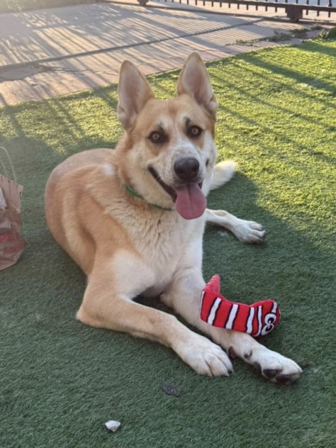 Shelter Stray Male Dog last seen , 1850 W 60th St, Los Angeles, CA 90047, USA