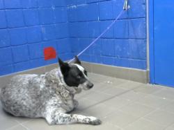 Shelter Stray Male Dog last seen CENTRAL AND PENNSYLVANIA, 8920 Lomas Blvd NE, Albuquerque, NM 87112, USA