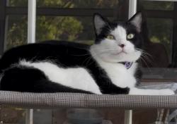 Lost Female Cat last seen TGM Bay Isle apmts, building 13, St. Petersburg, FL 33716