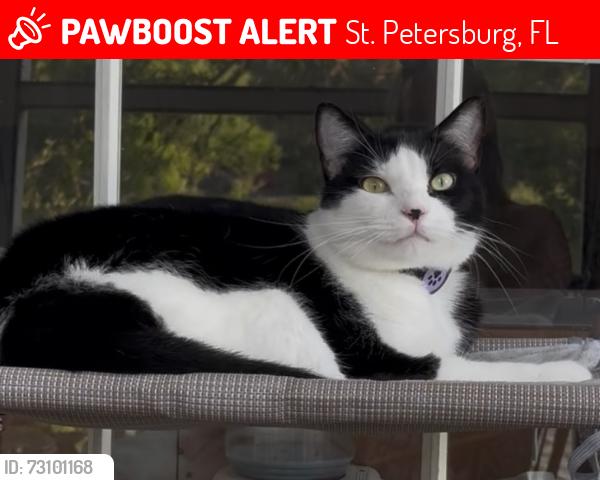 Lost Female Cat last seen TGM Bay Isle apmts, building 13, St. Petersburg, FL 33716