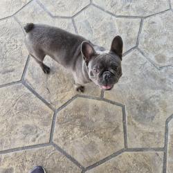 Reunited Male Dog last seen Champion Creek, Bexar County, TX 78252