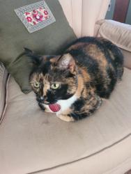Reunited Female Cat last seen Ran down a few hses, then came back briefly around our hse at 4am then wasnt seen again, Grand Rapids, MI 49507