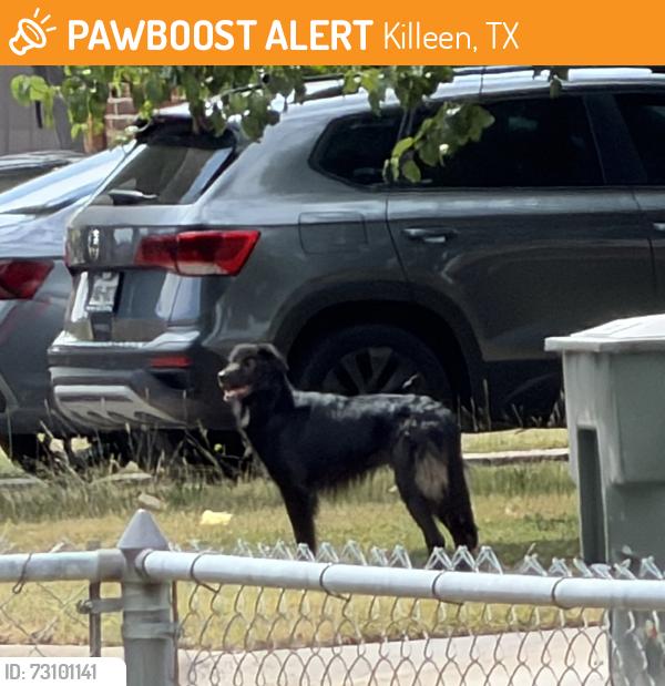 Found/Stray Unknown Dog last seen Edgefield/Paintrock heading Eastward, Killeen, TX 76549