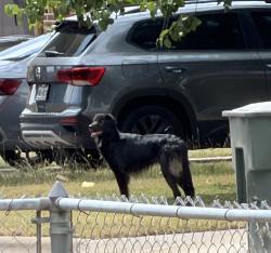 Found/Stray Unknown Dog last seen Edgefield/Paintrock heading Eastward, Killeen, TX 76549