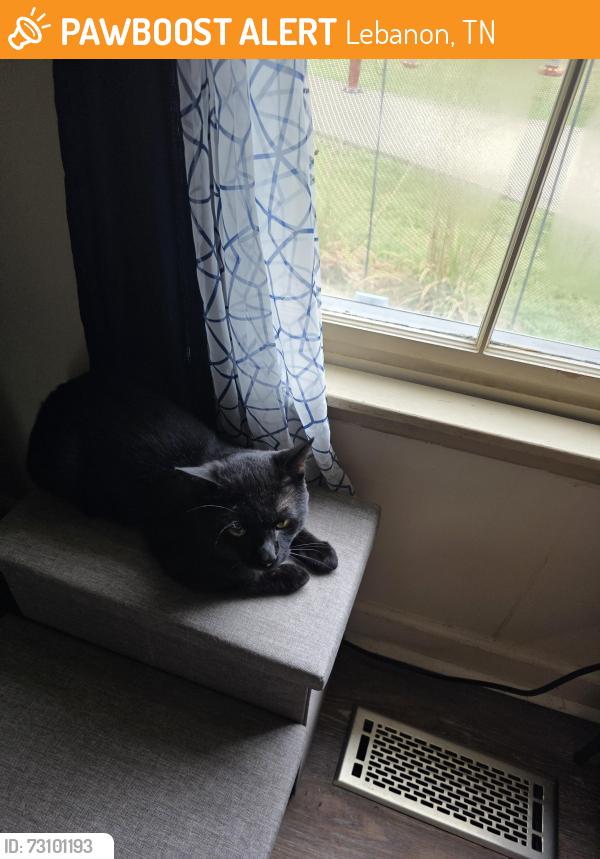 Found/Stray Male Cat last seen Jennings view, Lebanon, TN 37090