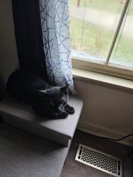 Found/Stray Male Cat last seen Jennings view, Lebanon, TN 37090