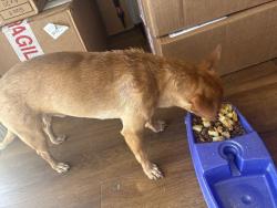 Found/Stray Male Dog last seen Grand ave Huntington park, Huntington Park, CA 90255