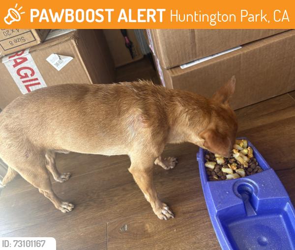 Found/Stray Male Dog last seen Grand ave Huntington park, Huntington Park, CA 90255