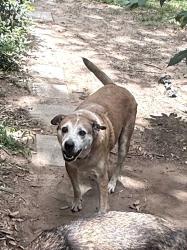 Reunited Male Dog last seen Springdale Rd., Fort Worth, TX 76111