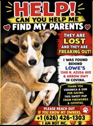 Found/Stray Male Dog last seen N. Azusa Ave & Arrow HWY., Covina, CA 91722